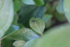 Cosmopterix pulchrimella