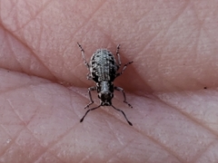 Neoptochus adspersus