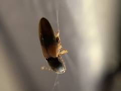 Horistonotus curiatus