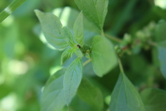 Hyalochilus ovatulus