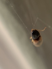 Horistonotus curiatus