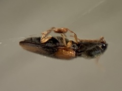 Horistonotus curiatus