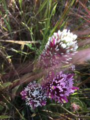 Castilleja exserta exserta