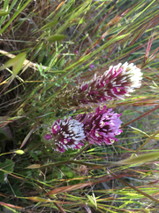 Castilleja exserta exserta