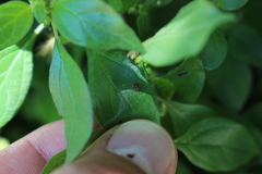 Hyalochilus ovatulus