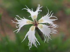 Microbotryum superbum