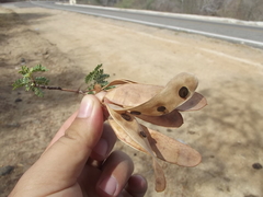 Havardia mexicana