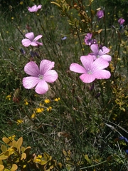 Linum viscosum