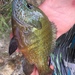 Plains Longear × Green Sunfish - Photo (c) derbyslinger, some rights reserved (CC BY-NC)