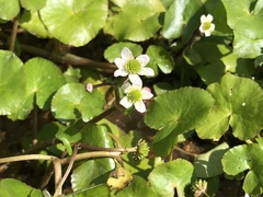 Caltha natans