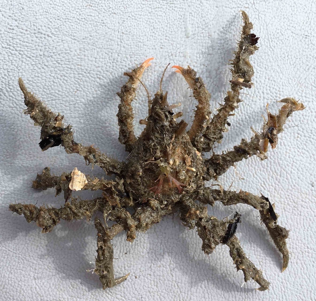 Oregoniinae