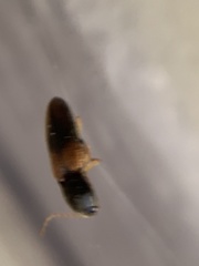 Horistonotus curiatus