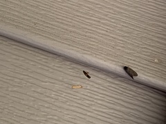 Horistonotus curiatus