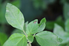 Hyalochilus ovatulus