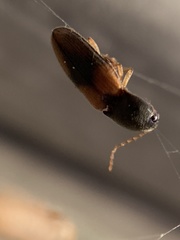 Horistonotus curiatus