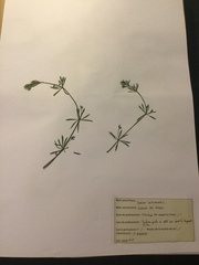 Galium uliginosum