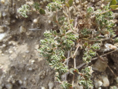 Euphorbia dentosa
