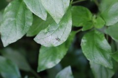 Cosmopterix pulchrimella