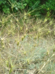 Aegilops biuncialis