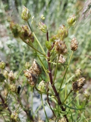 Plantago sempervirens