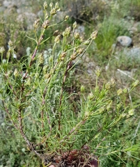 Plantago sempervirens