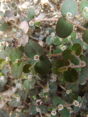 Euphorbia dentosa