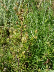 Plantago sempervirens
