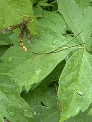 Megarhyssa macrurus icterosticta