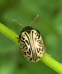 Calligrapha philadelphica