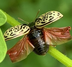 Calligrapha philadelphica