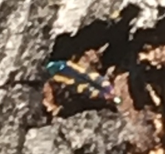 Buprestis rufipes