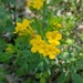 Hairy Puccoon - Photo (c) Jeff Ward, some rights reserved (CC BY-NC-SA), uploaded by Jeff Ward