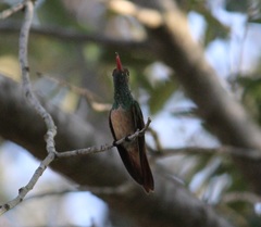 Amazilia yucatanensis