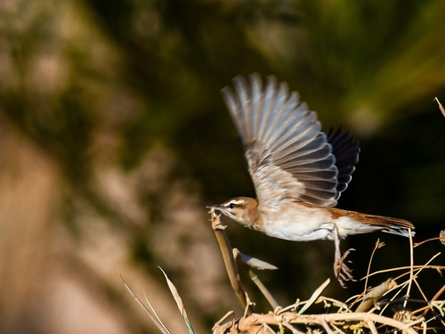 Rufous-tailed Scrub-Robin