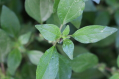 Hyalochilus ovatulus