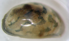 Chlamydotheca arcuata