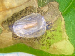 Cameraria hamadryadella