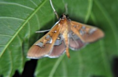 Phostria