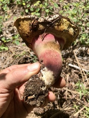 Caloboletus rubripes