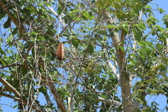 Amphilophium crucigerum