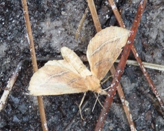 Phyprosopus callitrichoides