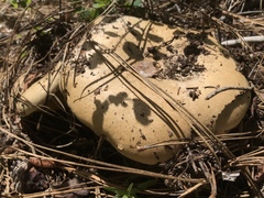 Caloboletus rubripes