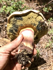 Caloboletus rubripes