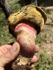 Caloboletus rubripes