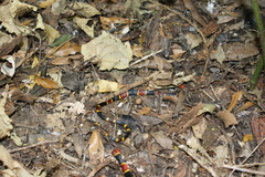 Pliocercus elapoides