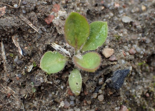 Vienagraižė snaudalė nuotrauka