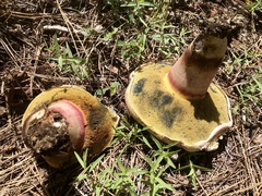 Caloboletus rubripes