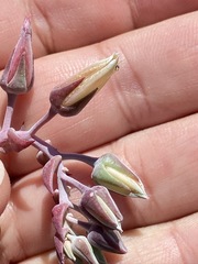 Dudleya ingens