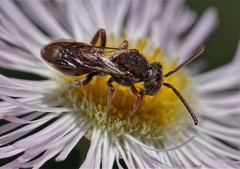 Nomada articulata