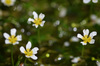 Anemones, Buttercups, Larkspurs and Allies - Photo (c) Bogdan V. Kryzhatyuk, some rights reserved (CC BY-NC-SA), uploaded by Bogdan V. Kryzhatyuk